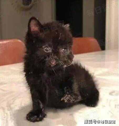 罕见双头猫存活5天;罕见双头猫存活5天会死吗