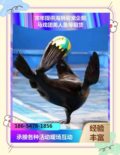 2025澳门天天开好彩大全2023:海洋馆员工脚踢海狮