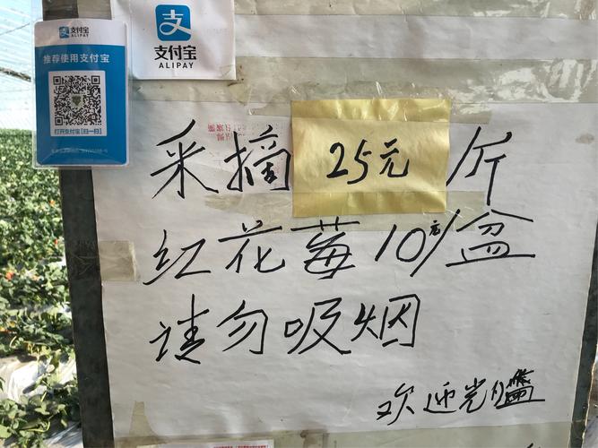 新澳2025年最新版资料柳媚花明:拿纸质二维码买煎饼