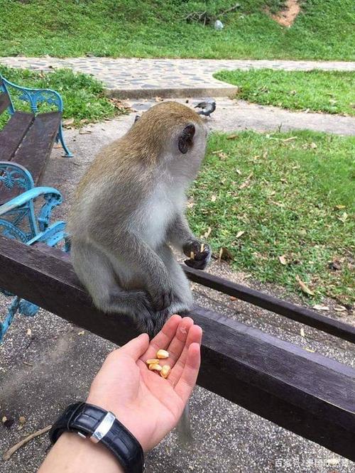 85118cσm查询澳彩内部资料:车钥匙逗猴被猴抢走